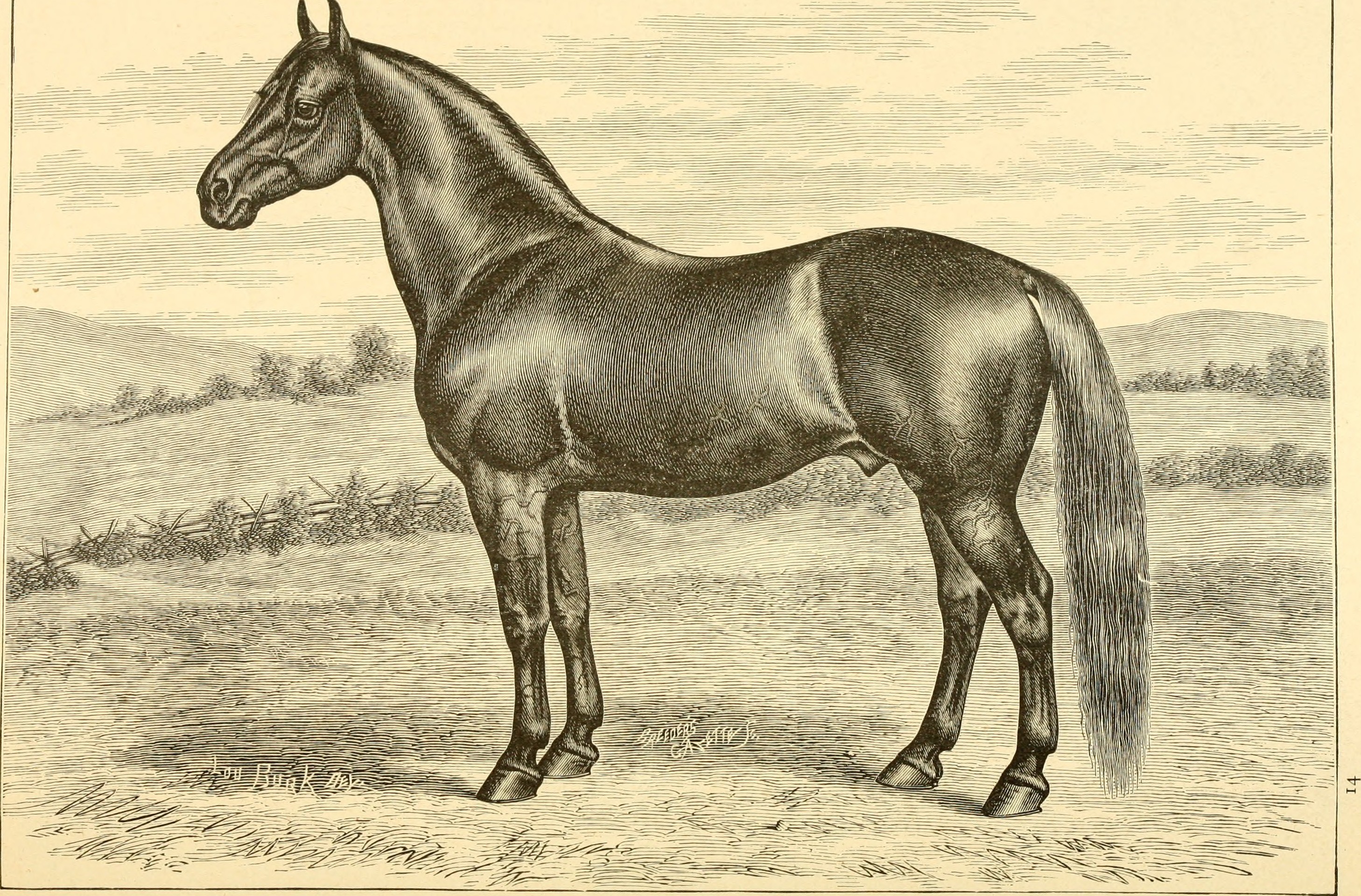 Illustration of a Morgan Horse from the late 1800s, a very average looking horse.