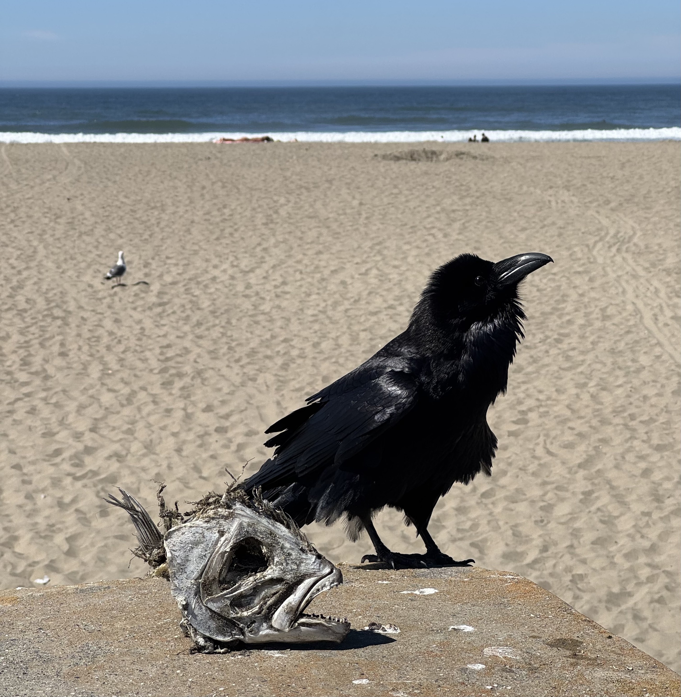 A large crow proudly standing with a fish skull in front of a big sandy beach, ocean in background